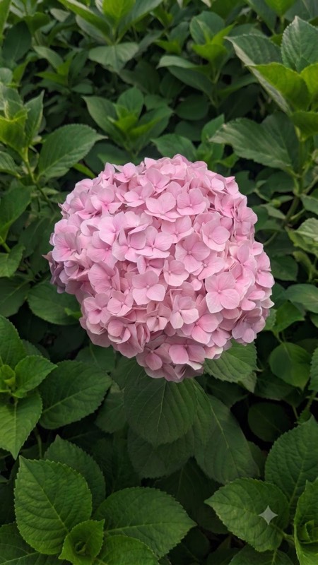 Hydrangea farm fresh